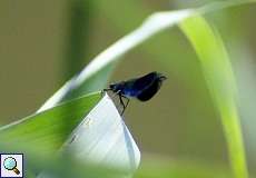 Männliche Gebänderte Prachtlibelle (Calopteryx splendens) im NSG Rotthäuser Bachtal