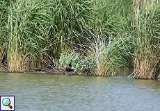 Stockenten (Anas platyrhynchos) im NSG Rotthäuser Bachtal