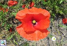 Klatschmohn (Papaver rhoeas) im NSG Rotthäuser Bachtal