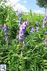 Vogel-Wicke (Vicia cracca) im NSG Rotthäuser Bachtal