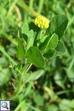 Feld-Klee (Trifolium campestre) im NSG Rotthäuser Bachtal