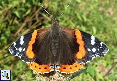 Weiblicher Admiral (Vanessa atalanta) im NSG Rotthäuser Bachtal