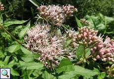 Wasserdost (Eupatorium cannabinum) im NSG Rotthäuser Bachtal