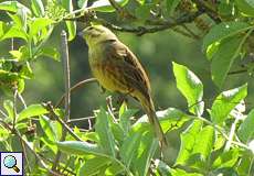 Goldammer (Emberiza citrinella) Rotthäuser Bachtal