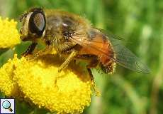 Mistbiene (Eristalis tenax) Rotthäuser Bachtal