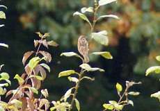 Feldsperling (Passer montanus) im NSG Rotthäuser Bachtal