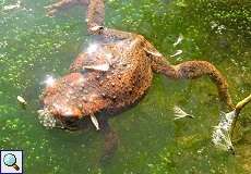 Erdkröte (Bufo bufo) im NSG Rotthäuser Bachtal