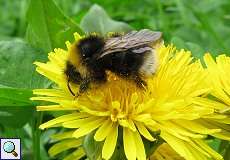 Keusche Kuckuckshummel (Bombus vestalis) auf Löwenzahnblüte im NSG Rotthäuser Bachtal