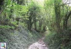 Hohlweg im NSG Rotthäuser Bachtal im Frühling