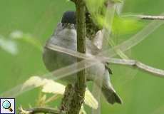 Männliche Mönchsgrasmücke (Sylvia atricapilla atricapilla) im NSG Rotthäuser Bachtal