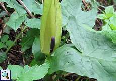 Gefleckter Aronstab (Arum maculatum) im NSG Rotthäuser Bachtal