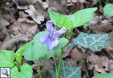 Wohlriechendes Veilchen (Viola odorata) im NSG Rotthäuser Bachtal