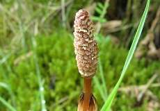 Schachtelhalm (Equisetum sp.) im NSG Rotthäuser Bachtal