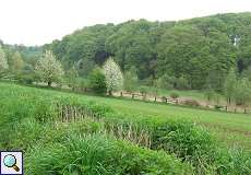 Frühlingsgrün im NSG Rotthäuser Bachtal Frühlingsgrün im NSG Rotthäuser Bachtal