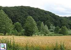 Getreidefeld im NSG Rotthäuser Bachtal