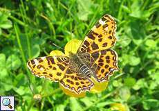 Landkärtchen (Araschnia levana, Frühlingsgeneration) im NSG Rotthäuser Bachtal