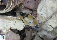 Vierpunkt-Aaskäfer (Xylodrepa quadripunctata) im NSG Rotthäuser Bachtal