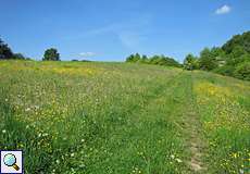 Frühlingswiese im NSG Rotthäuser Bachtal