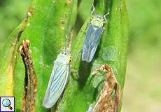 Binsenschmuckzikaden (Cicadella viridis) im NSG Rotthäuser Bachtal