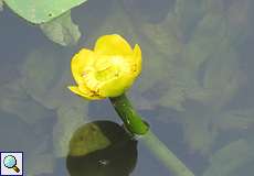 Gelbe Teichrose (Nuphar lutea) im NSG Rotthäuser Bachtal