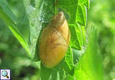 Bernsteinschnecke (Succinea/Oxyloma sp.) im NSG Rotthäuser Bachtal