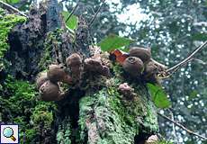 Birnenstäublinge (Lycoperdon pyriforme) im NSG Rotthäuser Bachtal