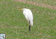 Silberreiher (Egretta alba) im NSG Rotthäuser Bachtal