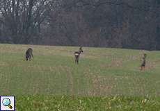 Rehe (Capreolus capreolus) im NSG Rotthäuser Bachtal