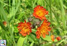 Orangerotes Habichtskraut (Pilosella aurantiaca) im NSG Rotthäuser Bachtal Orangerotes Habichtskraut (Pilosella aurantiaca) im NSG Rotthäuser Bachtal