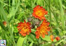 Orangerotes Habichtskraut (Pilosella aurantiaca) im NSG Rotthäuser Bachtal