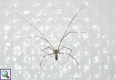 Große Zitterspinne (Daddy-long-legs Spider, Pholcus phalangioides)