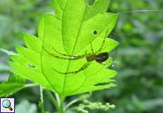 Herbstspinne (Common Orb-weaver, Metellina segmentata)