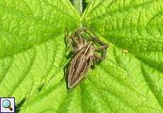 Listspinne (Nursery Web Spider, Pisaura mirabilis)