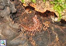 Großer Westlicher Bandfüßer (Flat-backed Millipede, Polydesmus angustus)