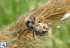 Weibliche Schilfradspinne (Orb-weaver Spider, Larinioides cornutus)