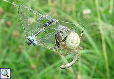 Vierfleckkreuzspinne (Four-spot Orb-weaver, Araneus quadratus)