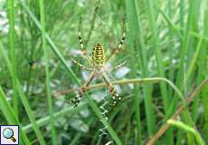 Wespenspinne (Wasp Spider, Argiope bruennichi)