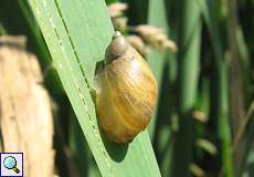 Bernsteinschnecke (Amber Snail, Succinea/Oxyloma sp.)