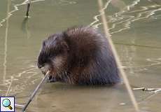 Bisamratte (Muskrat, Ondatra zibethicus)