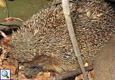 Braunbrustigel (European Hedgehog, Erinaceus europaeus)