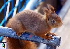 Europäisches Eichhörnchen (Eurasian Red Squirrel, Sciurus vulgaris)