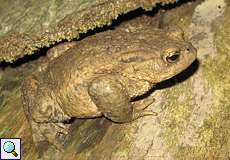 Erdkröte (European Toad, Bufo bufo)
