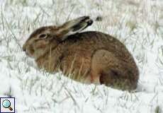 Feldhase (European Hare, Lepus europaeus)