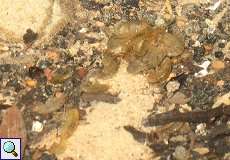 Flohkrebs (Freshwater Shrimp, Gammarus sp.)