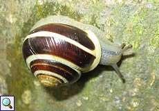 Garten-Bänderschnecke (White-lipped Snail, Cepaea hortensis)