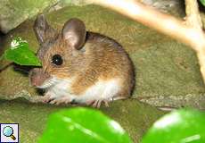 Gelbhalsmaus (Yellow-necked Mouse, Apodemus flavicollis)
