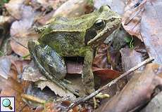 Grasfrosch (Common Frog, Rana temporaria)