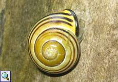 Hain-Bänderschnecke (Brown-lipped Snail, Cepaea nemoralis)