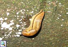 Hellbraune Wegschnecke (Dusky Slug, Arion subfuscus)