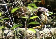 Europäischer Iltis (European Polecat, Mustela putorius)